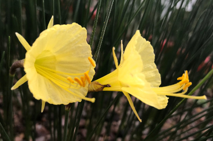 Narcissus romieuxii SF370 